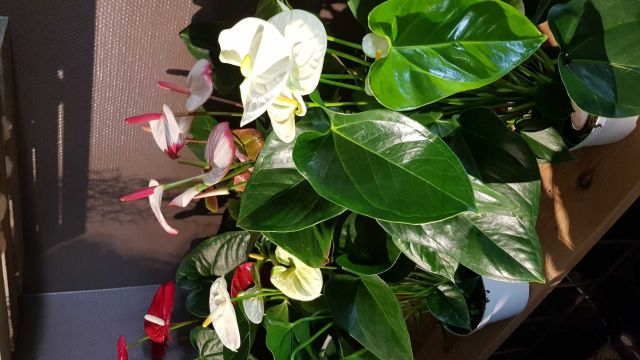 Anthurium