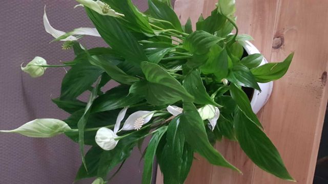 Spathiphyllum