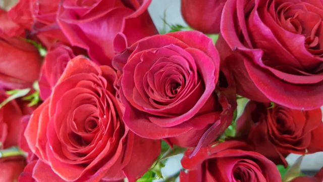 Bouquet de roses rouges