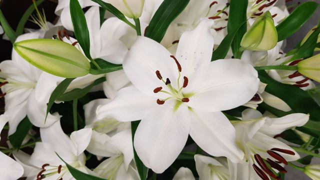 Bouquet de lys
