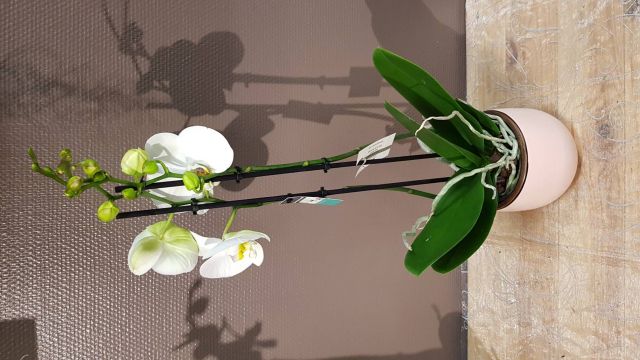 Phalaenopsis