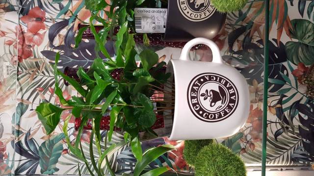 Caff�ier ou Coffea