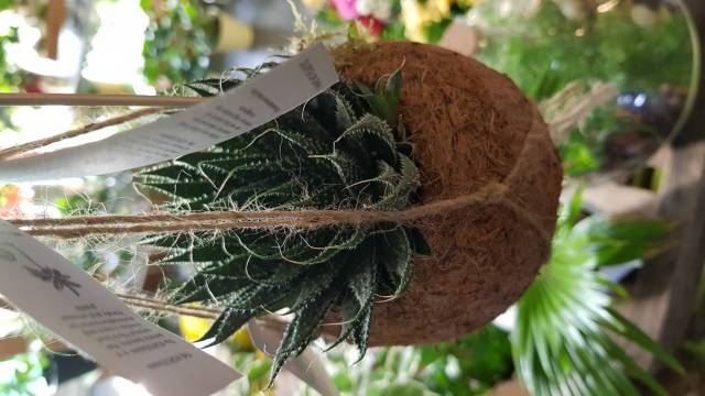 Kokedama